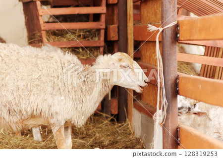 A sheep stands in a barn, basking in warmth and tranquility. Its soft wool glistens under the light as it gazes calmly A sheep stands in a barn, basking in warmth and tranquility. Its soft wool glistens under the light as it gazes calmly 128319253