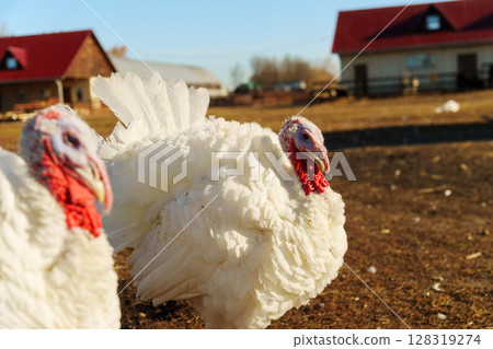White turkey walking in a farmyard under the sun during winter with wooden fences nearby 128319274