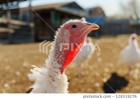One turkey is vocalizing loudly, showcasing its unique features and colors against a blurred background. 128319276