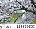 雨後蘇我在川沿岸盛開的櫻花 128319303