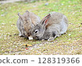 Baby rabbits eating food together 128319366