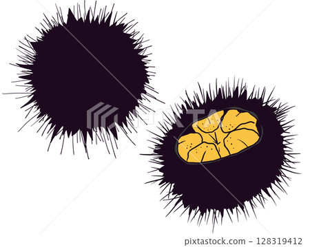 Illustration of sea urchin cross section and shell 128319412