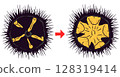 Illustration of the change from skinny sea urchin to full-bodied sea urchin 128319414