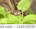 A tree frog resting on a pothos leaf 128319540