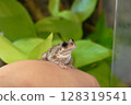 A tree frog on the back of your hand 128319541