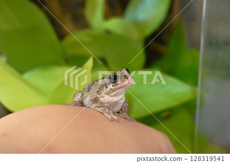 A tree frog on the back of your hand A tree frog on the back of your hand 128319541