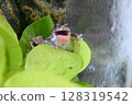 Tree frog with mouth open 128319542