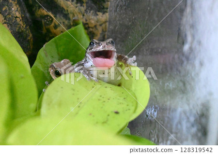 Tree frog with mouth open Tree frog with mouth open 128319542
