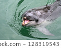 Bottlenose dolphin emerging from the water 128319543