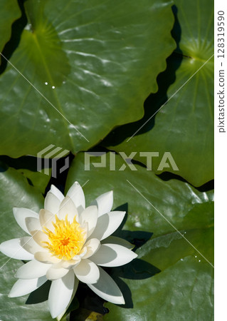 白睡蓮花朵漂浮在水面上 白睡蓮花朵漂浮在水面上 128319590