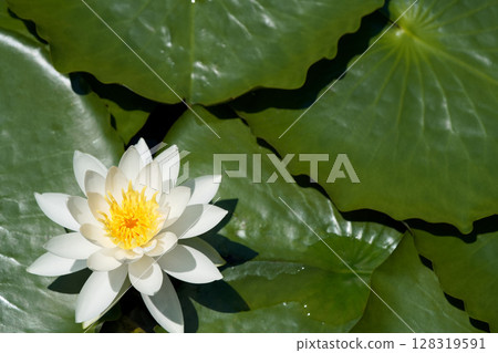 白睡蓮花朵漂浮在水面上 白睡蓮花朵漂浮在水面上 128319591
