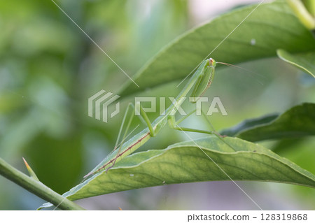 The strongest insect, a praying mantis, is resting on a lemon leaf 128319868