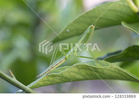 The strongest insect, a praying mantis, is resting on a lemon leaf 128319869