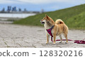 Adorable red Shiba Inu dog happily walking on lush green gras 128320216