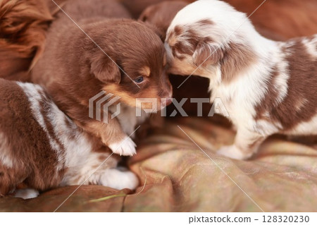 Group of puppies are playing together on a bed Group of puppies are playing together on a bed 128320230