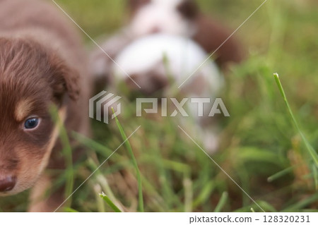Brown and white puppy is in a grassy field 128320231