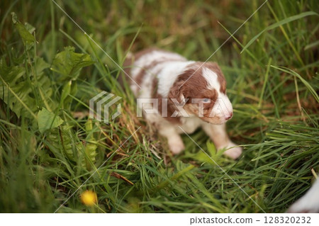 Brown and white puppy is standing in a field of grass Brown and white puppy is standing in a field of grass 128320232