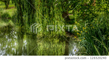 Weeping willow on a pond in santeny, france Weeping willow on a pond in santeny, france 128320240