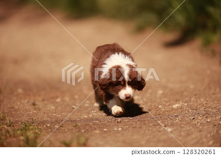 Brown and white dog is walking on a dirt path Brown and white dog is walking on a dirt path 128320261