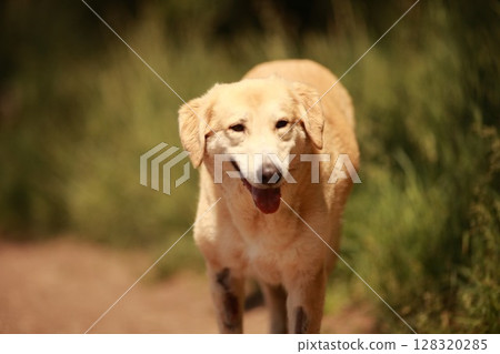 Dog is walking on a dirt path with grass in the background Dog is walking on a dirt path with grass in the background 128320285
