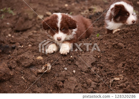 Two puppies are laying in the dirt Two puppies are laying in the dirt 128320286