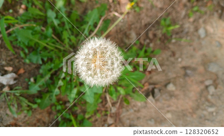 Close up of dandelion seed head with delicate white seedlings Close up of dandelion seed head with delicate white seedlings 128320652