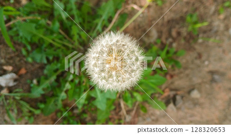 Close up of dandelion seed head with delicate white seedlings Close up of dandelion seed head with delicate white seedlings 128320653