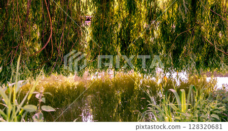 Weeping willow on a pond in santeny, france Weeping willow on a pond in santeny, france 128320681