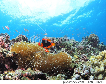 在熱帶海域潛水 128320696