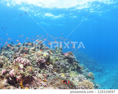 Underwater photography of the Yaeyama coral flower field: Vivid schools of anthias and summer domestic travel Underwater photography of the Yaeyama coral flower field: Vivid schools of anthias and summer domestic travel 128320697