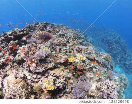 Underwater photography of the Yaeyama coral flower field: Vivid schools of anthias and summer domestic travel 128320698