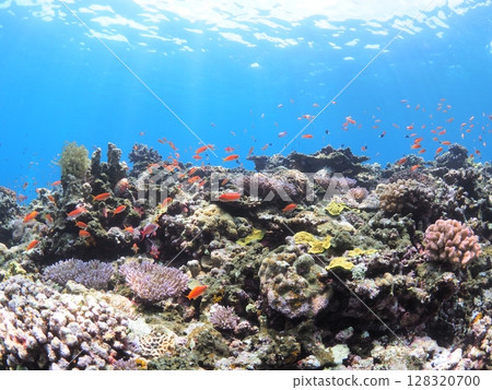 Colorful tropical fish to encounter on Ishigaki Island in tropical Okinawa - Summer vacation family snorkeling experience 128320700