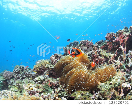 Colorful tropical fish to encounter on Ishigaki Island in tropical Okinawa - Summer vacation family snorkeling experience 128320701
