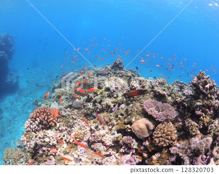 Colorful tropical fish to encounter on Ishigaki Island in tropical Okinawa - Summer vacation family snorkeling experience Colorful tropical fish to encounter on Ishigaki Island in tropical Okinawa - Summer vacation family snorkeling experience 128320703