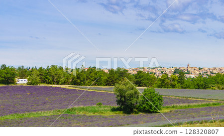 Summer view with lavender fields and Puimoisson village on horizon, France Summer view with lavender fields and Puimoisson village on horizon, France 128320807