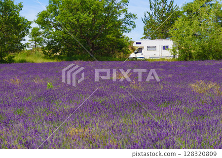 Caravan camping at lavender field, France Caravan camping at lavender field, France 128320809