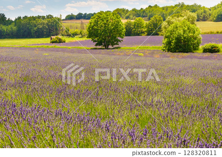 Summer landscape with lavender fields, France Summer landscape with lavender fields, France 128320811