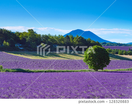 Provence landscape with lavender fields, France Provence landscape with lavender fields, France 128320883