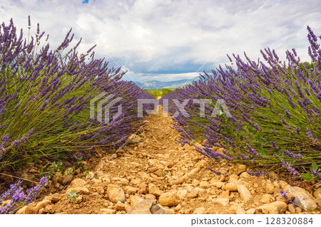 Lavender flowers on field and clouds on sky Lavender flowers on field and clouds on sky 128320884