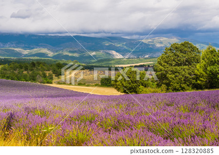 Provence landscape with lavender fields, France Provence landscape with lavender fields, France 128320885