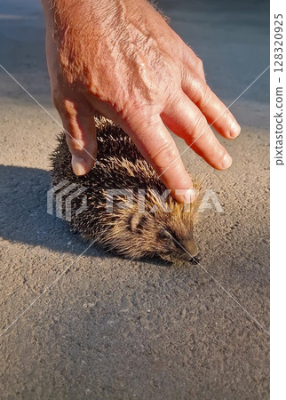 Person hand gently strokes a small hedgehog resting on a sun warmed asphalt road. The creature spiky coat catches sunset soft light. Concept of interplay between wild nature and a caring human touch 128320925