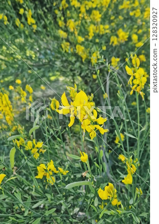 Vibrant garden unfolds shrubs of bright yellow blossoms of Spartium junceum. Delicate pea-like flowers of Spanish Broom 128320927