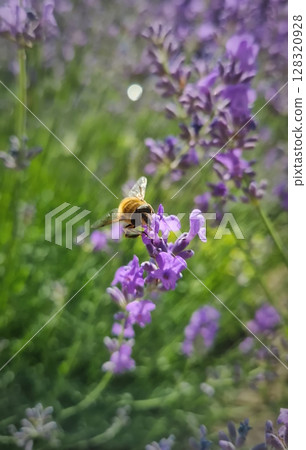 Closeup common drone fly or horsefly perches on purple lavender flower and feeds with pollen. The parasitic mimic insect eating lavandula blossoms nectar 128320928