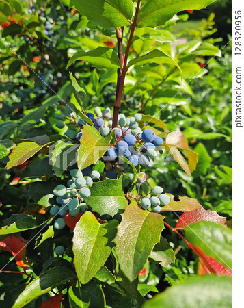Sunlit clusters of blue ripening berries on shrub twigs with spiky green and reddish leaves. Healthy, thriving bush of Berberis aquifolium or holly-leaved barberry, the Oregon grape Sunlit clusters of blue ripening berries on shrub twigs with spiky green and reddish leaves. Healthy, thriving bush of Berberis aquifolium or holly-leaved barberry, the Oregon grape 128320956