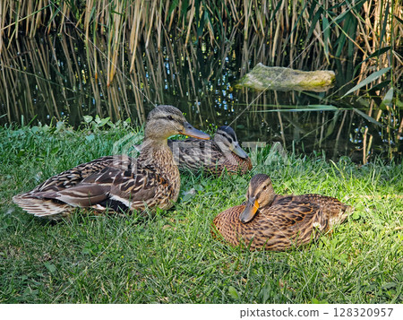 Brown ducks, female mallards, rest on lush green grass by a reedy pond. Quiet wetland scene with beautiful waterfowls 128320957