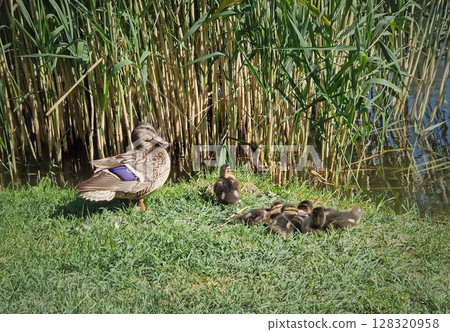 Wetland scene and a devoted mother duck leads small, downy ducklings on the grassy riverbank beside a shimmering pond bordered by tall reeds 128320958