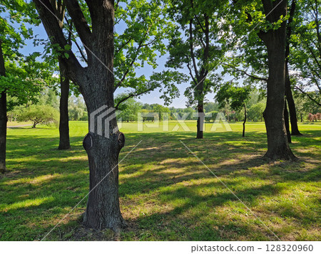 A sunlit park with large trees and a wide open field stretching into the background. Sunlight filters through dense, fluttering leaves, casting shifting shadows on green grass 128320960