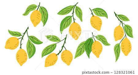 Hand drawn set of lemon branches with yellow fruits and green leaves, isolated on white background Hand drawn set of lemon branches with yellow fruits and green leaves, isolated on white background 128321061