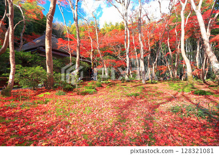 【京都府】祇園寺的苔蘚花園的秋葉飄落 【京都府】祇園寺的苔蘚花園的秋葉飄落 128321081