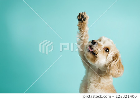 Labradoodle dog adorable and playful with a happy cute furry blue background and a paw up Labradoodle dog adorable and playful with a happy cute furry blue background and a paw up 128321400